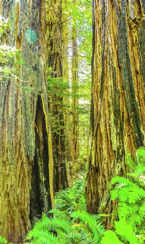 California Redwoods Photograph By David Perea Fine Art America