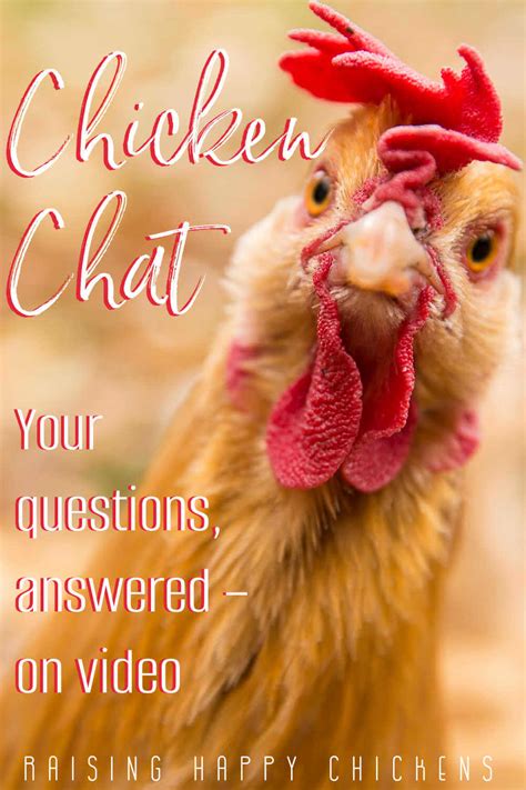 Backyard Chickens Your Questions Answered On Video