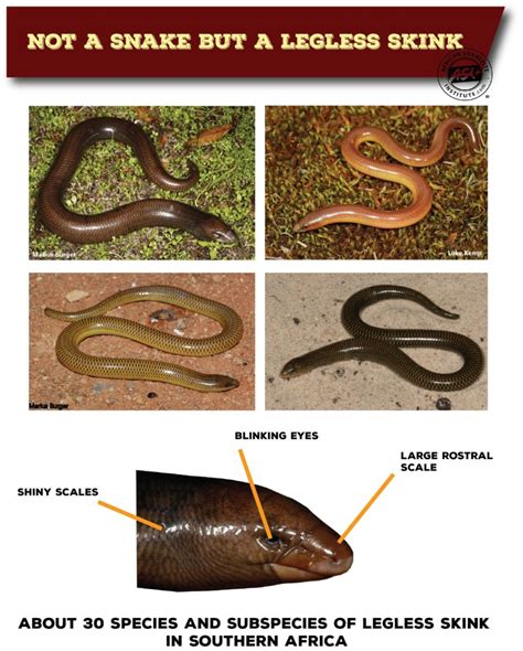 Legless Lizards With Snake Like Bodies Snake Poin