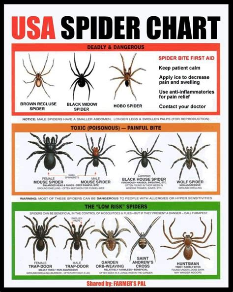 Spider Charts Bits And Pieces