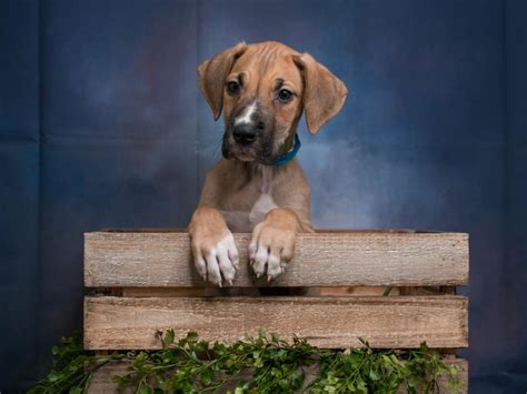 Great dane cane corso mastiffs puppies. GREAT DANE | Pet City Pet Shops