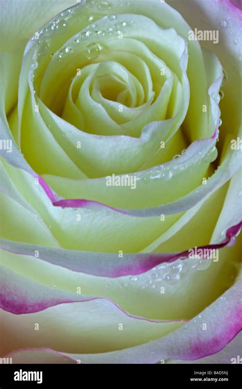 Pink And White Rose Stock Photo Alamy