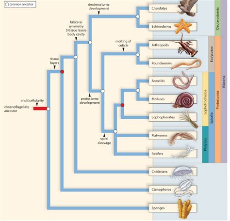 Answered Look At The Phylogenetic Tree Above Bartleby