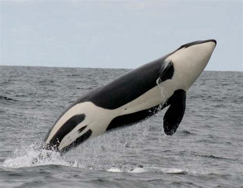 Killer Whale Orca Pictures And Facts All Wildlife Photographs