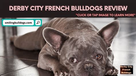 Click on images to make them larger. Derby City French Bulldogs (Breeder Review + Info ...