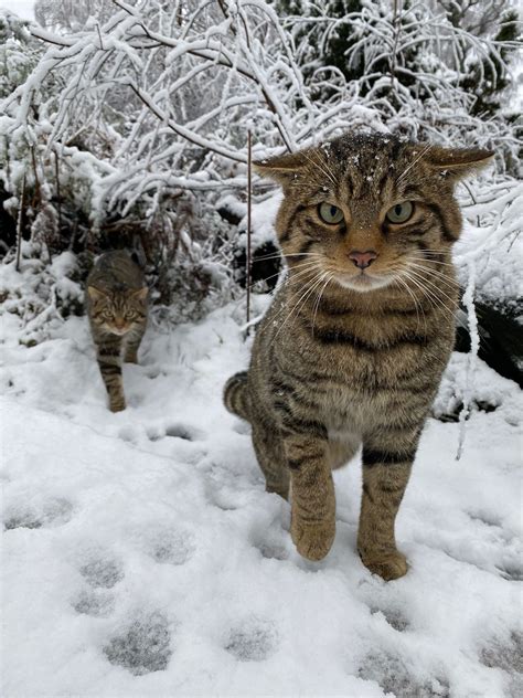 Wildcats To Be Released In Scottish Highlands For The First Time To