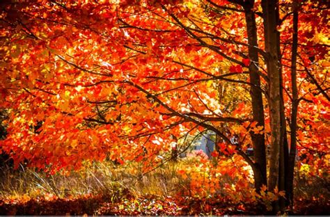 Pin By Carol Gossman On Fall Autumn Beauty Autumn Country Roads