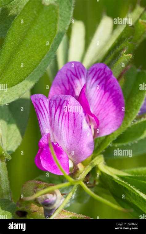 Common Vetch Hi Res Stock Photography And Images Alamy