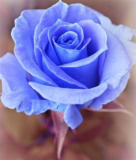 06belen Rosa Azul