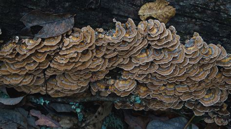 how to identify turkey tail mushrooms and look alikes feral foraging