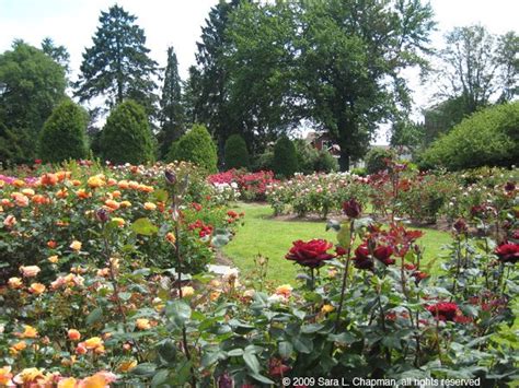 Beautiful Backyard Rose Gardens Be Such A Good Blook Photogallery