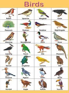 Wild animals chart offered by quixot multimedia pvt. BIRDS.jpg (369×500) | Birds pictures with names, Names of ...