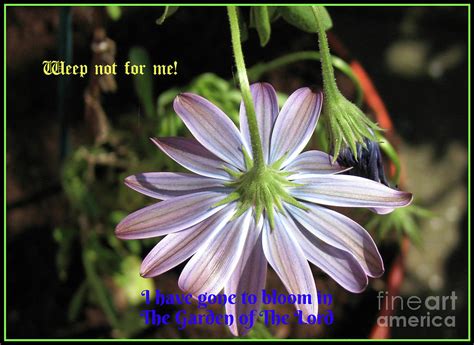 Weep Not For Me Bereavement Card Photograph By Kathryn Jones Pixels