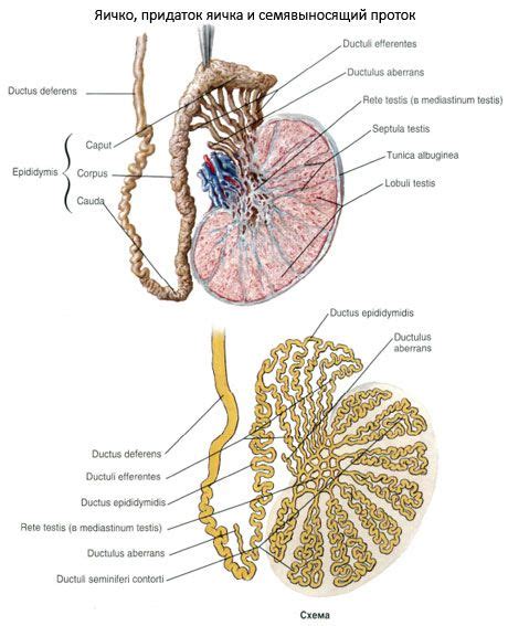 Testis Anatomi Struktur Fungsi