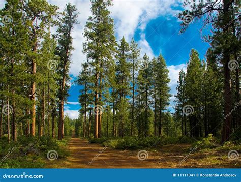 Cedar Forest In Oregon Stock Image Image 11111341