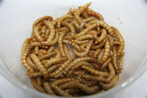 100 Mealworms