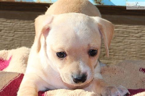 We serve tulsa dog training needs all over the greater tulsa area! 1 Female Available! | Chihuahua puppy for sale near Tulsa, Oklahoma | b241a063-9f01