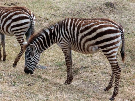 Baby Zebras Thecrankymonkey Flickr