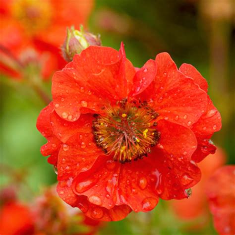 GEUM SCARLET TEMPEST Fior Di Rovo