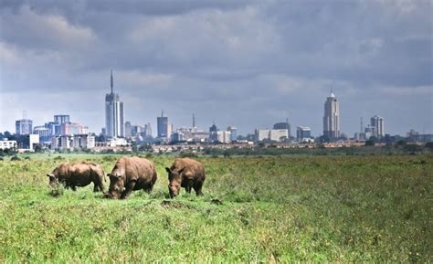 Nairobi National Park Day Tour Vamos Africa Safaris