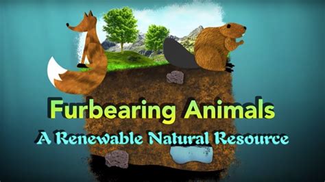Furbearing Animals A Renewable Natural Resource Youtube