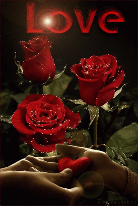 Beautiful Pictures Images Red Roses ~~ Love Hd Wallpaper