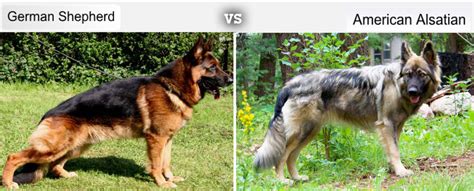 7 Dog Breeds Developed From The German Shepherds Bloodline Hubpages