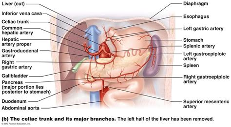 An artery (plural arteries) (from greek ἀρτηρία (artēríā) 'windpipe, artery') is a blood vessel that takes blood away from the heart to one or more parts of the body (tissues, lungs, brain etc.). The Cardiovascular System: Blood Vessels | Cardiovascular ...