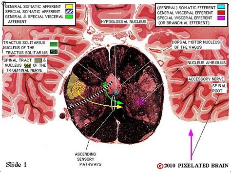 Pixelated Brain Module 8 Section 4 The Brainstem Slide Series