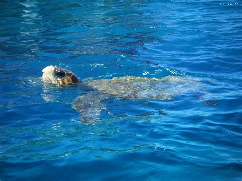 Best Time To See Sea Turtles In Greece 2024 When To See Roveme