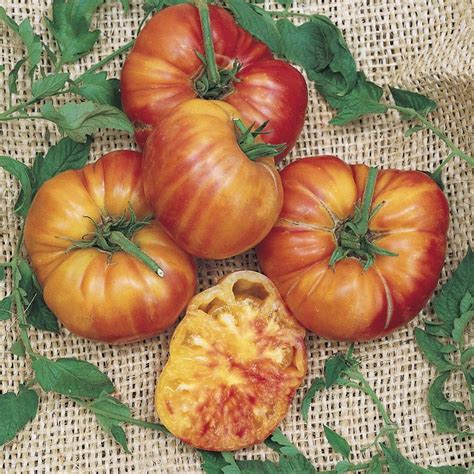 Craft Supplies And Tools Vth Big Rainbow Tomato~seeds~~~~~multi Colored