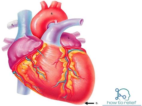 Heart Anatomy Cardiac Chamber Arterial Supply And Function How To Relief