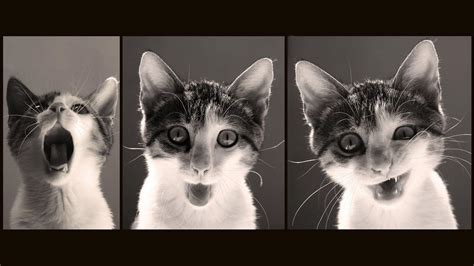 Funny Cat Desktop Wallpapers Wallpaper Cave