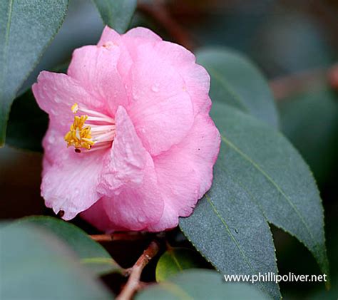 Camellia State Flower Of Alabama