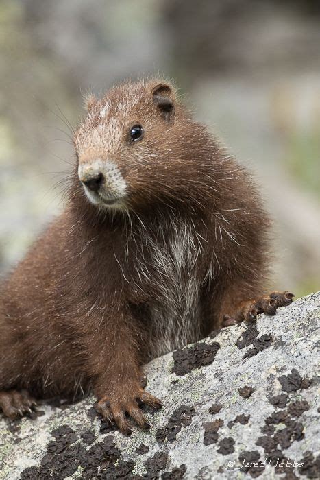 Let our journalists help you make sense of the noise: Animal Profile | The Vancouver Island Marmot Recovery ...