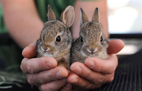 Rescuing baby cottontail bunnies | Wild baby rabbits, Baby animals