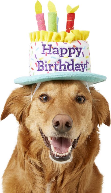 Frisco Birthday Cake Dog And Cat Hat Mediumlarge
