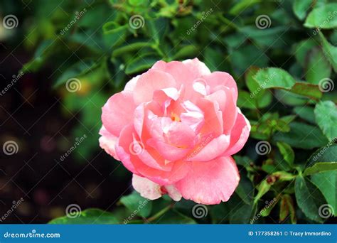 Single Soft Pink Rose In Full Bloom Stock Image Image Of Grant Rose