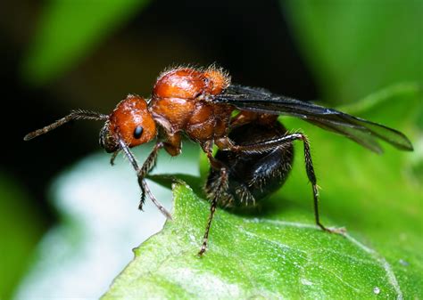 The Sex Of An Entire Ant Colony Is Determined By The Queen •