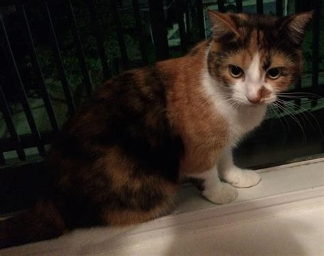 Science Types The Genetics Of The Calico Cat