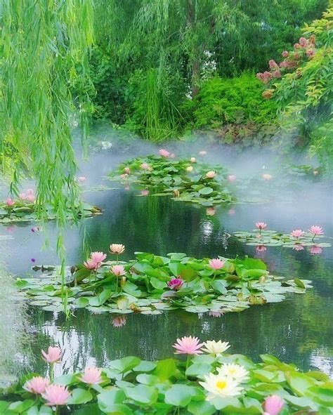 Pin By Daisy Soni On Lotus Beautiful Nature Beautiful Gardens