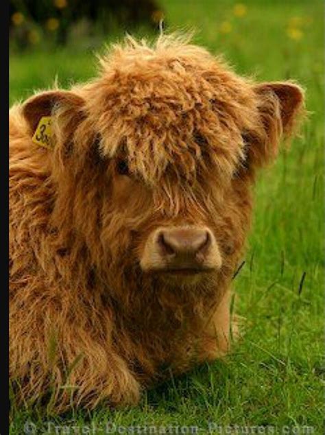 Best 429 Scottish Highland Cattle Images On Pinterest Animals And Pets