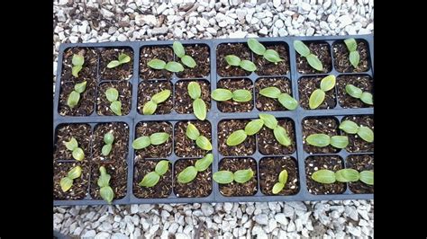 Once the seedlings have grown to a healthy size, transplant them to their final growing place. How to plant zucchini seeds May 5, 2010 - YouTube