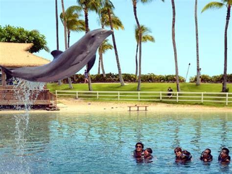 Dolphin Quest Hawaii Dolphin Swim And Encounter At Hilton Waikoloa