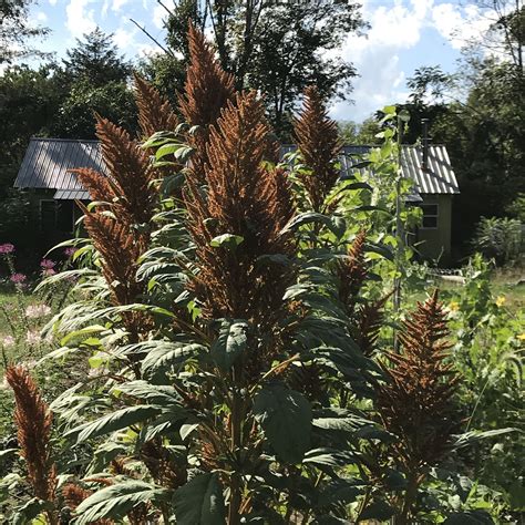 Golden Giant Amaranth Organic Seeds Hudson Valley Seed Company