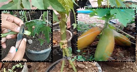 Biasanya dahan betik ini ada di bahagian batang pokok betik dewasa yang telah di tebang. Berita TV Malaysia: Cara Tanam Pokok Betik Super Kerdil ...