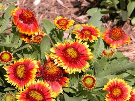 To reduce your selection, you will. Top 10 Full-Sun Perennials for Michigan Gardens