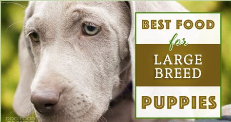 Large breed puppies need a little something extra because they have so much more growing to do. 10 Best Large Breed Puppy Foods Review | Large breed puppy ...