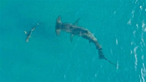 Giant Hammerhead Sharks Hunting Blacktip Sharks Swimmer S Daily