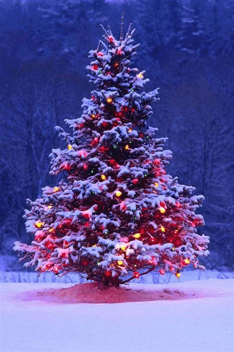 Download and use 100,000+ christmas tree stock photos for free. Pin on Holiday decorations